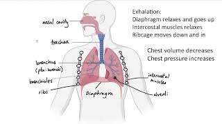 AQA GCSE  B45 Respiratory system OVERVIEW [upl. by Letnuhs992]