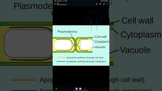 Lecture 10 Apoplast pathway [upl. by Homovec233]