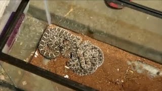 3 massasauga rattlesnake [upl. by Anirtak]