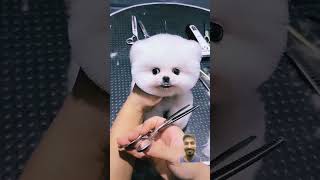 dog pretty pomeranians pets pomeranian dogbreed cute pomeranian club puppy pomeranian [upl. by Colwell447]