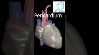 Heart pericardium heartphysiology science biology physiology medical medicine [upl. by Retepnhoj62]