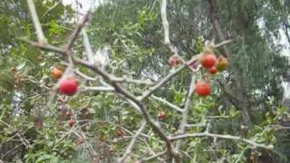 Looking at Ripe African Boxthorn Berriesunlocking the food [upl. by Paula431]