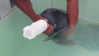 Baby Manatee Feeding [upl. by Neyut]