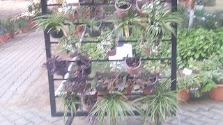 Different Types of Bonsai Winter Flower Show CCS HAU Hisar Musical Live Video [upl. by Kirven]