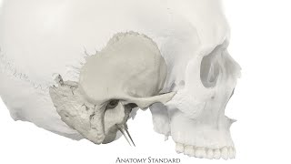 Anatomy Standard for Neurocranium Temporal bones [upl. by Chlores]