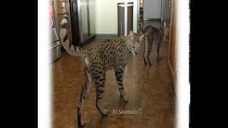 f2 savannah cats for sale [upl. by Novyert]