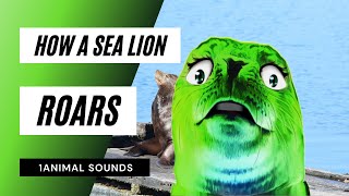 How A Sea Lion Roars  sea lion roar [upl. by Cadmarr]