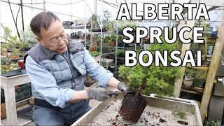 Turning an ordinary Alberta Spruce into a beautiful bonsai Full explanation [upl. by Nodroj]