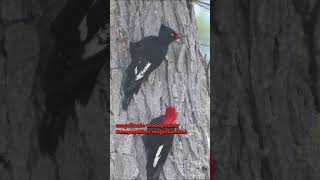 magellanic woodpecker  Campephilus magellanicus ♫♫♫ birding [upl. by Charo]