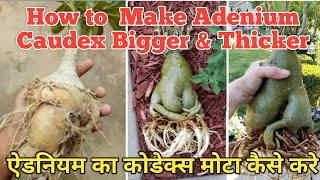 Expert tips to make Big amp Thick Adenium Caudex  Adenium  Adenium Arabicum dressygarden [upl. by Bonacci]