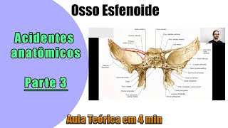 Osso Esfenoide  Aula TeÃ³rica 3 Anatomia  Anatomia Humana [upl. by Cyler79]