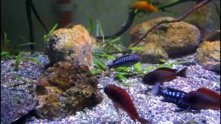 Planted African Aquarium with Firecracker tropheus and Auloncara sp turkis [upl. by Fredelia993]