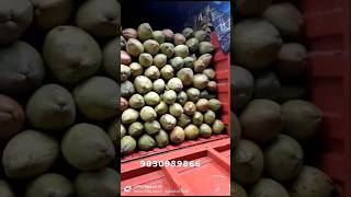 Coconut Supplier  98309898668017370115  West Bengal  Minimum Order Quantity 2000 pieces [upl. by Connel]