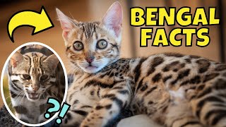 14 Facts About Bengal Cats 2 is Controversial [upl. by Berghoff]