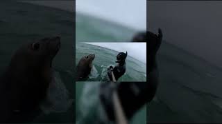 Attacked by a Southern Elephant Seal [upl. by Dielle316]