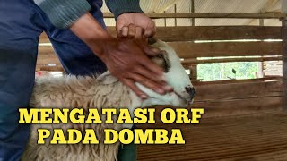 Mengatasi ORF Pada Domba [upl. by Brooking]