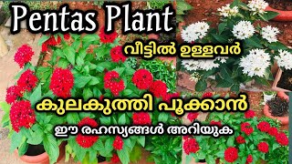 പെന്റ്സ് നിറയെ പൂക്കാൻ മാജിക്‌ വളംpentas plant care Malayalamorganic fertilizer for all plants [upl. by Odraleba770]