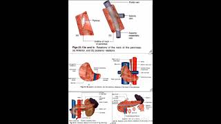 Pancreas Relations Anatomy Quick Revision University Exam [upl. by Ananna]