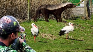 hunting 2 large weasels that eat chyckens and punai birdscangak rice fields auto abundant points [upl. by Yager]