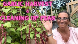 Garlic Harvest amp Cleaning Up PeasI Love GARLIC🧄🧄🧄 [upl. by Aramoy]