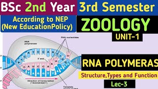 BSc 2nd Year 3rd Semester Zoology Unit 1 RNA PolymeraseRNA PolymeraseTypes of RNA POLYMERASE [upl. by Noakes]