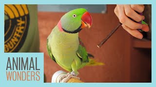 Training Our Alexandrine Parakeet [upl. by Josefina]