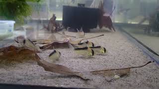 corydoras adolfoi wild caught vs blackworms [upl. by Thebazile]