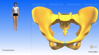 Arthrology of the pelvis the symphysis pubis [upl. by Hachmin]