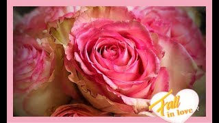 How To Preserve Roses With Wax Dipping [upl. by Einnus]