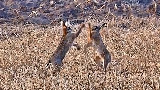 Wildlife videos CZ Zajíc polní boxing hares Lednice South Moravia [upl. by Dlorrej]