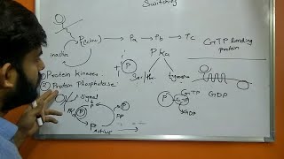 Molecular Switching  Protein kinase  Protein phosphatase  GTP binding protein [upl. by Llenet]