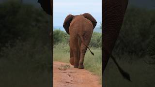 Elephant walking away from safari car wildlife africanwildlife animals [upl. by Banyaz163]