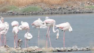 Kroeskoppelikaan in de zoutpannen van Kalloni Lesbos 2018 Lesvos birding 2018 Dalmatian pelican [upl. by Aihsoj]