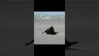 Seal at Baie de Somme 🦦 [upl. by Naihs]