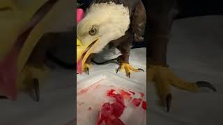 Eagle fell into mud and was rescued by a man eagle rescueeagle short [upl. by Alwin]