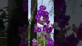 Large Leaf Princess Flower Tibouchina grandifolia floridaflowers [upl. by Eikcaj112]