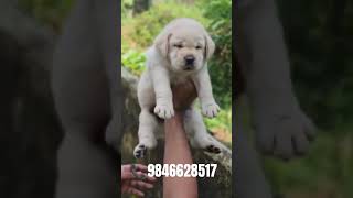 Labrador puppies sale in 📍Kerala📞9846628517 shorts [upl. by Burack]