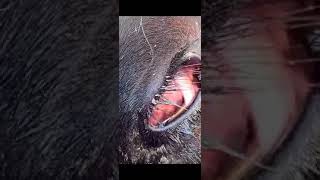 Hyphema of the eye in a cow [upl. by Noyad896]