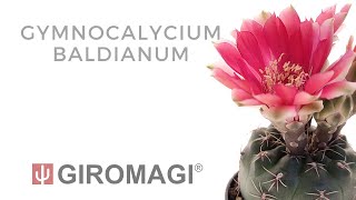 Gymnocalycium baldianum [upl. by Juna]