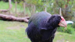 Takahē ZEALANDIA [upl. by Bove]