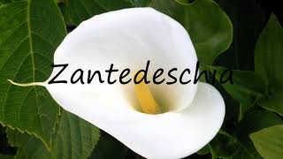 How to Pronounce Zantedeschia [upl. by Einniw]