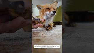 After being rescued the fox followed the man home and then this happened animalshorts fox [upl. by Enninaej564]