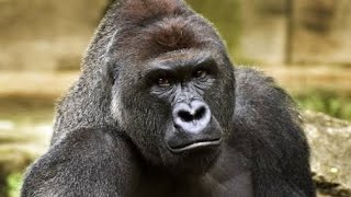 The Harambe Gorilla Story Explained [upl. by Siron]