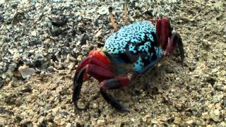 Blue Fiddler Crab of Sulawesi  Uca crassipes [upl. by Us]