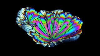 Polarized Light Microscopy BIOL 542 Lab 7 [upl. by Ike]