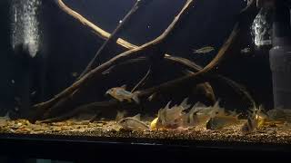 Corydoras Tank Feeding Time [upl. by Nolyarg125]