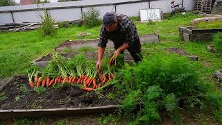 Купила продукты на пенсию Собираю урожай морковки со своего огорода Не знаю куда её девать Много его [upl. by Aihcrop77]