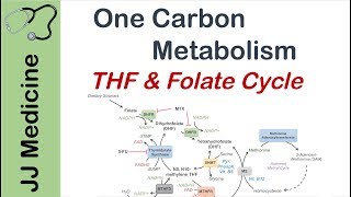 One Carbon Metabolism  Tetrahydrofolate and the Folate Cycle [upl. by Sherie463]