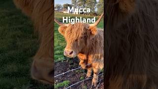 Mucca Highland UnIcona Scozzese [upl. by Subir995]