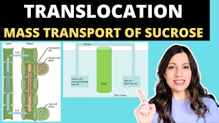 TRANSLOCATION OF SUCROSE Alevel Biology mass flow hypothesis in plants and structure of the phloem [upl. by Kennard]